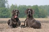 DOGUE ALLEMAND 470